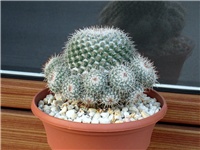 6ea3cfba-Mammillaria geminispina ssp leucocentra.JPG